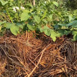 Initiation à la Permaculture