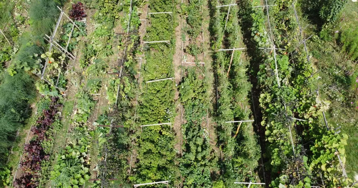 Initiation à la permaculture