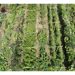 Initiation à la permaculture