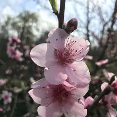 Initiation à la Permaculture