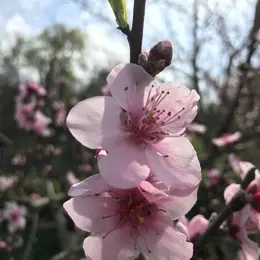 Initiation à la Permaculture