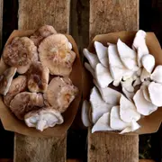 Initiation à la production de champignons à Grenoble (38)