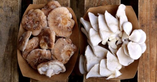 Initiation &agrave; la production de champignons &agrave; Grenoble (38)