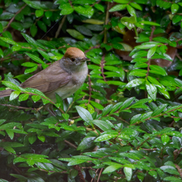 Initiation à la reconnaissance des chants d’oiseaux - niveau avancé