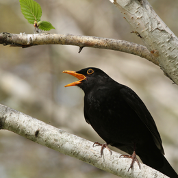 Initiation à la reconnaissance des chants d’oiseaux - NIVEAU 1