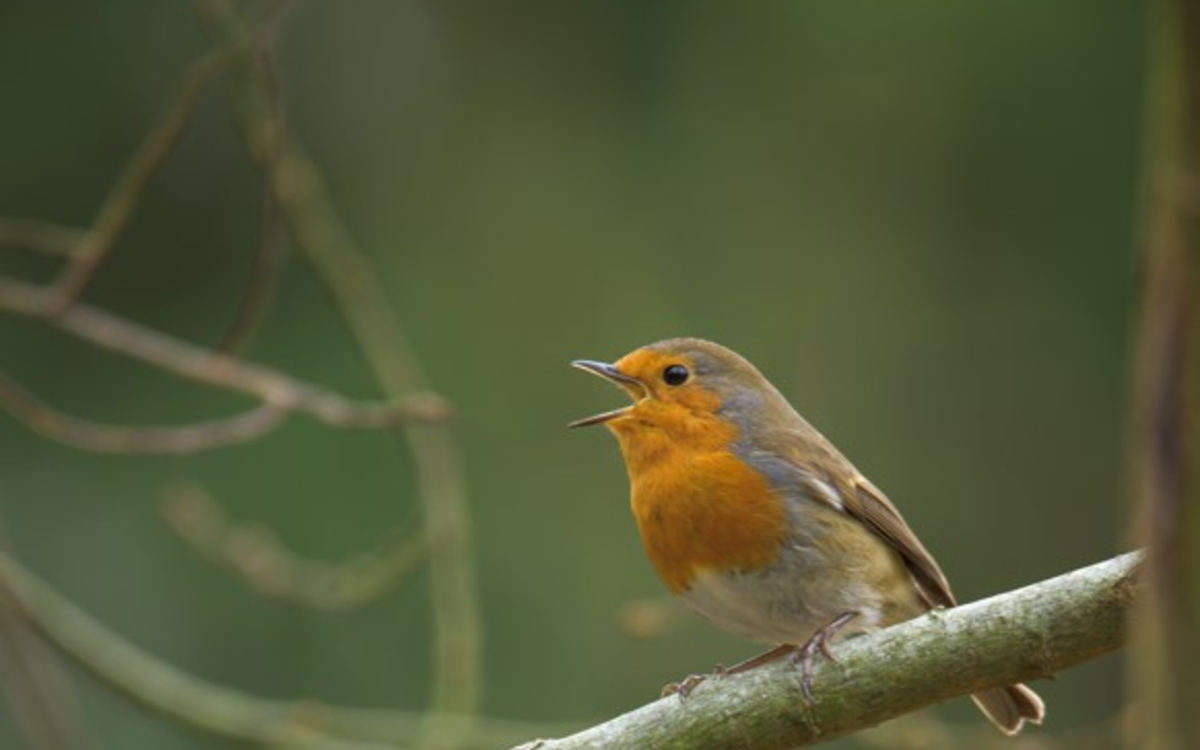 Initiation à la reconnaissance des chants d’oiseaux - NIVEAU 1