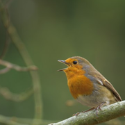 Initiation à la reconnaissance des chants d’oiseaux - NIVEAU 1
