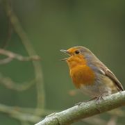 Initiation à la reconnaissance des chants d’oiseaux - NIVEAU 1