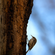 Initiation à la reconnaissance des chants d’oiseaux - NIVEAU 2