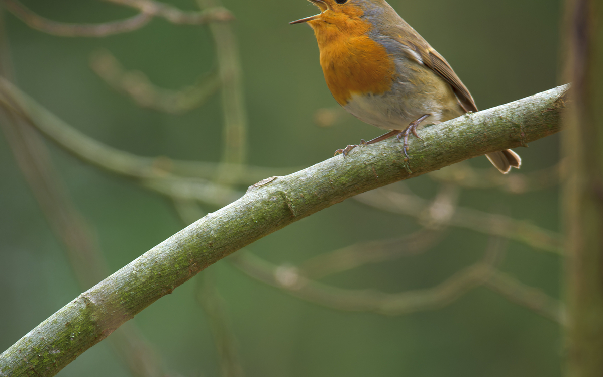 09 07 Chant N1_-_Rouge-gorge_familier_Erithacus_rubecula_-_Frederic_Combeau