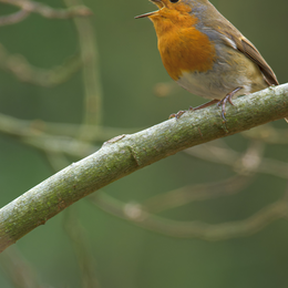 Initiation à la reconnaissance des chants d’oiseaux - NIVEAU 1