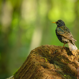 Initiation à la reconnaissance des chants des oiseaux - niveau avancé