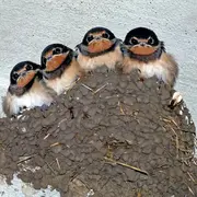 Initiation à la reconnaissance des oiseaux des jardins