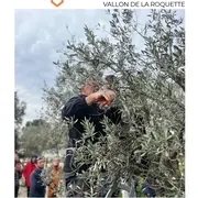 Initiation à la taille des oliviers