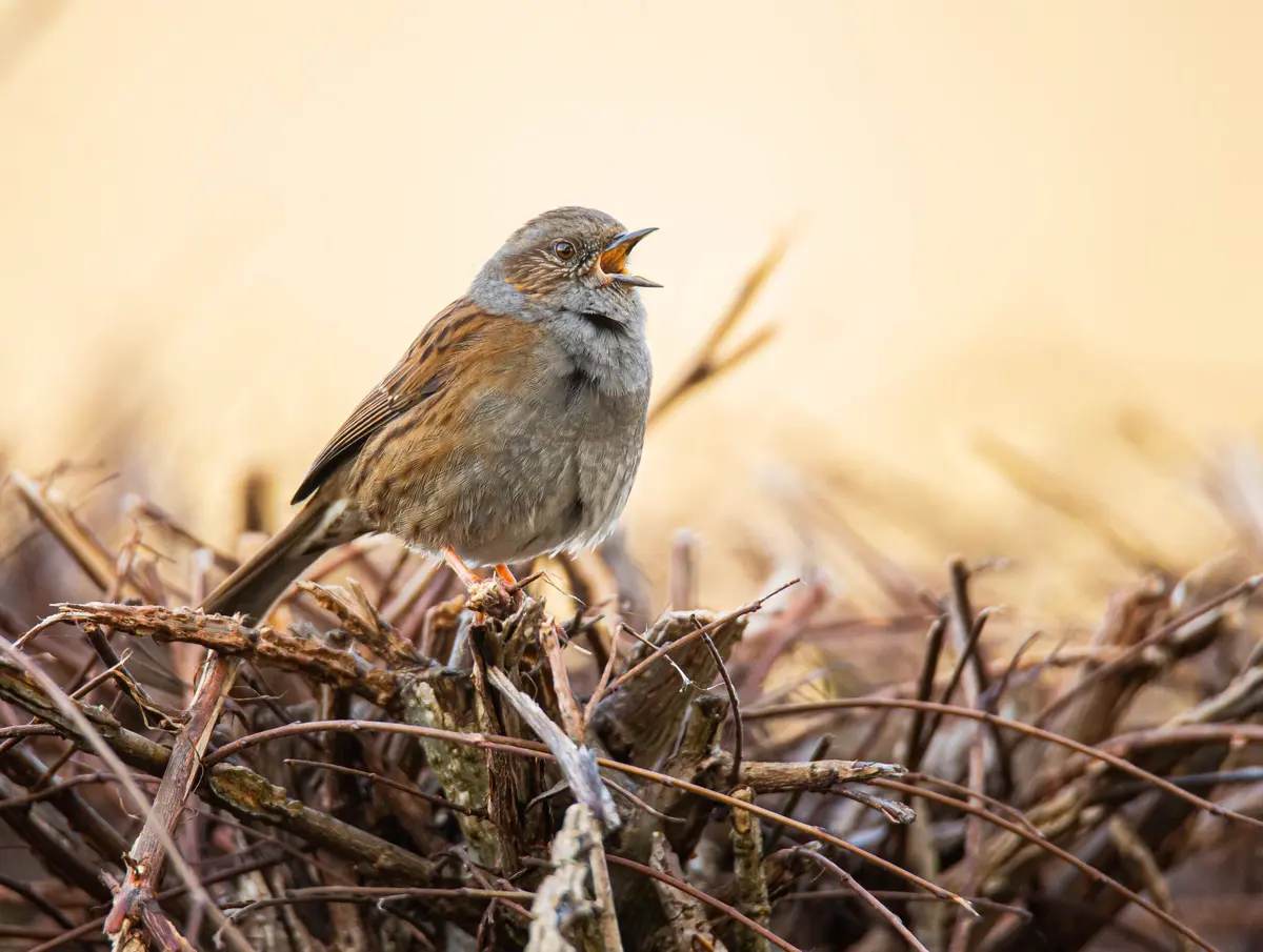 Initiation au chant des oiseaux du bocage