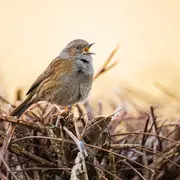 Initiation au chant des oiseaux du bocage