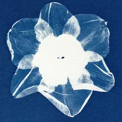 Initiation au cyanotype