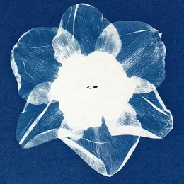 Initiation au cyanotype
