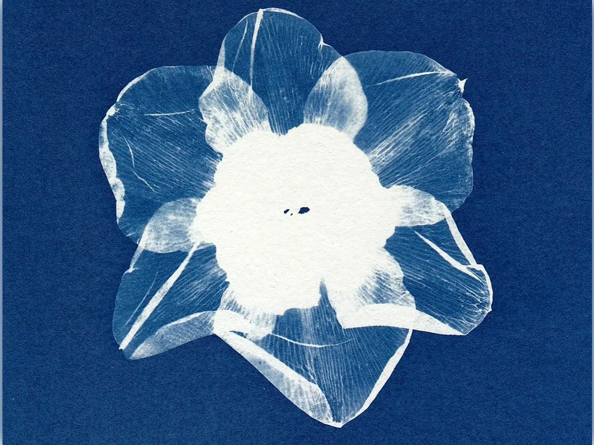 Initiation au cyanotype