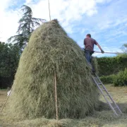 Initiation au fauchage manuel et montage d'une meule de foin au Bouyssou