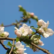 Initiation au greffage avec le Foyer Rural