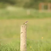 Initiation aux chants d'oiseaux du marais et des bois