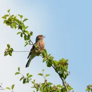 Initiation aux chants d'oiseaux forestiers