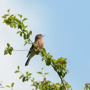 Initiation aux chants d'oiseaux forestiers