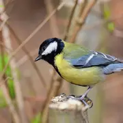 Initiation aux chants d'oiseaux, Marais d'Orx