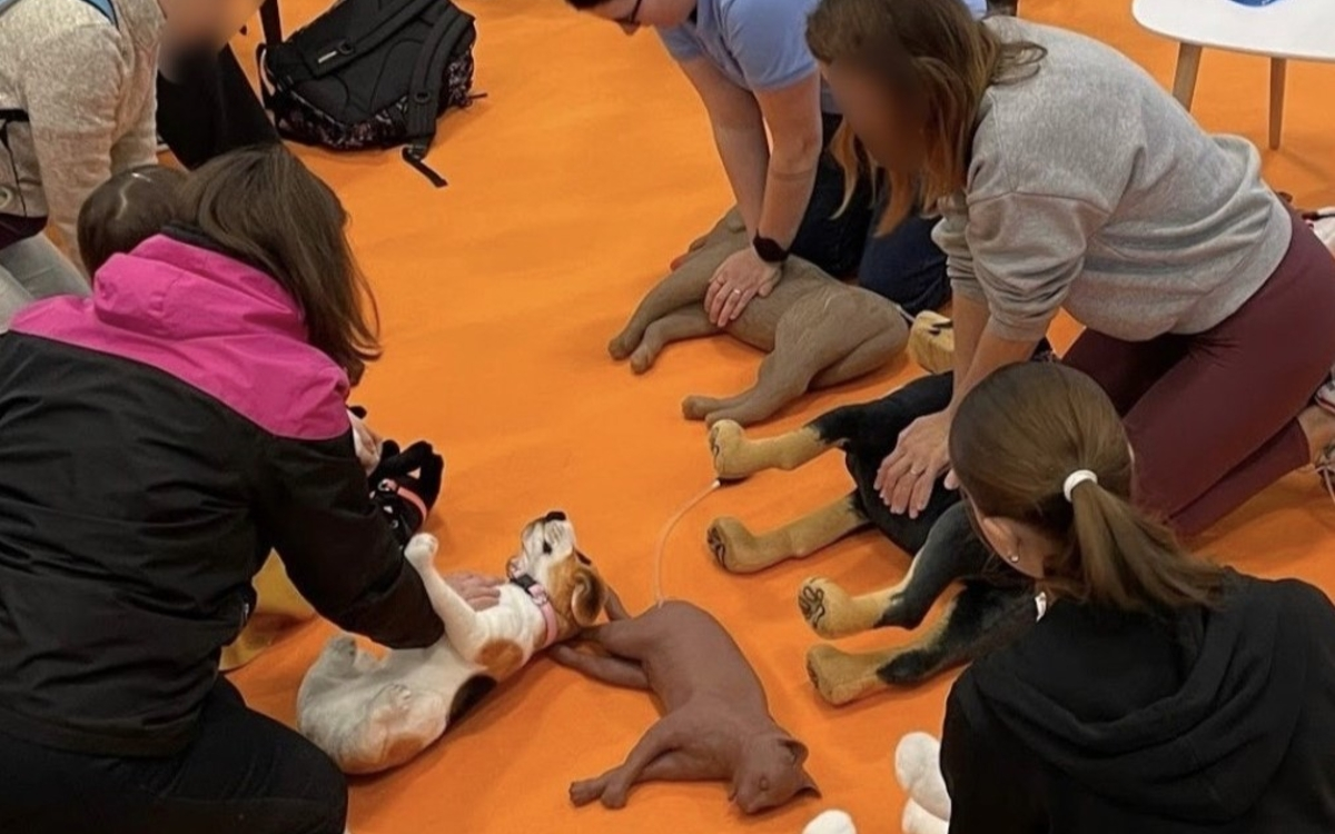 Atelier pratique de gestes de premiers secours canin félin