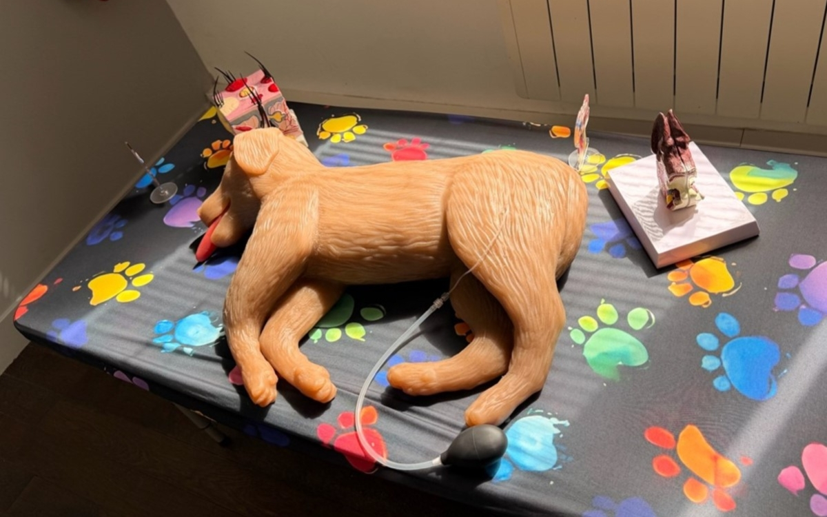 Initiation aux gestes de premiers secours pour chiens et chats