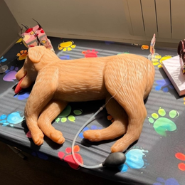 Initiation aux gestes de premiers secours pour chiens et chats