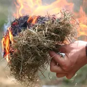 Initiation aux savoir-faire primitifs dans la Forêt de Marly
