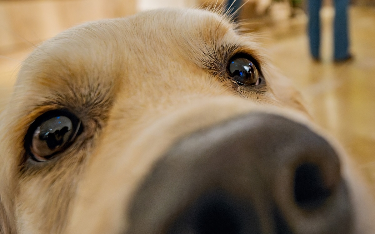 Initiation aux soins coopératifs des chiens et des chats