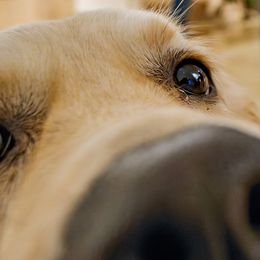Initiation aux soins coopératifs des chiens et des chats
