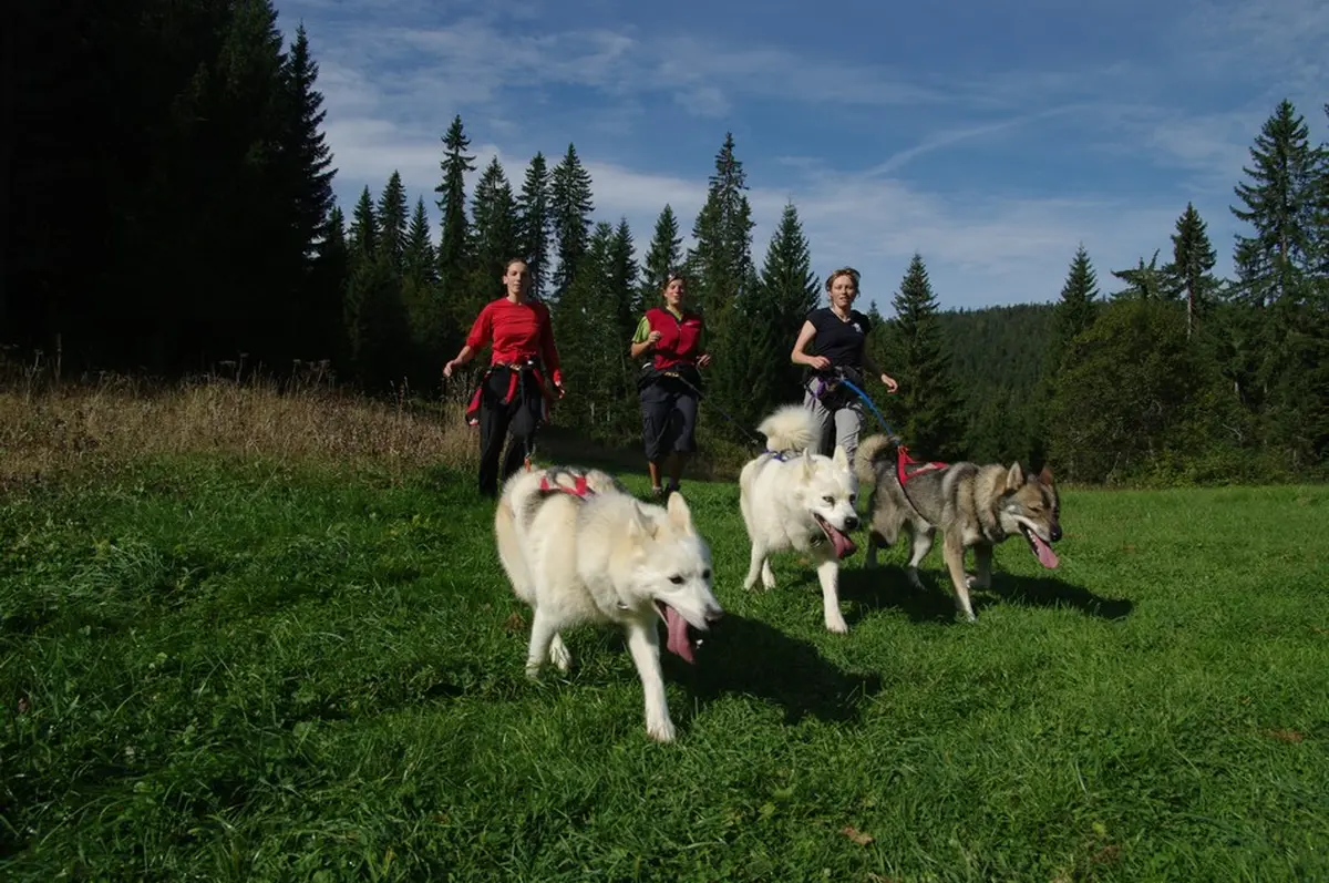 Initiation cani rando chiens de traineaux