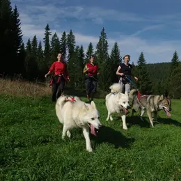 Initiation cani rando chiens de traineaux