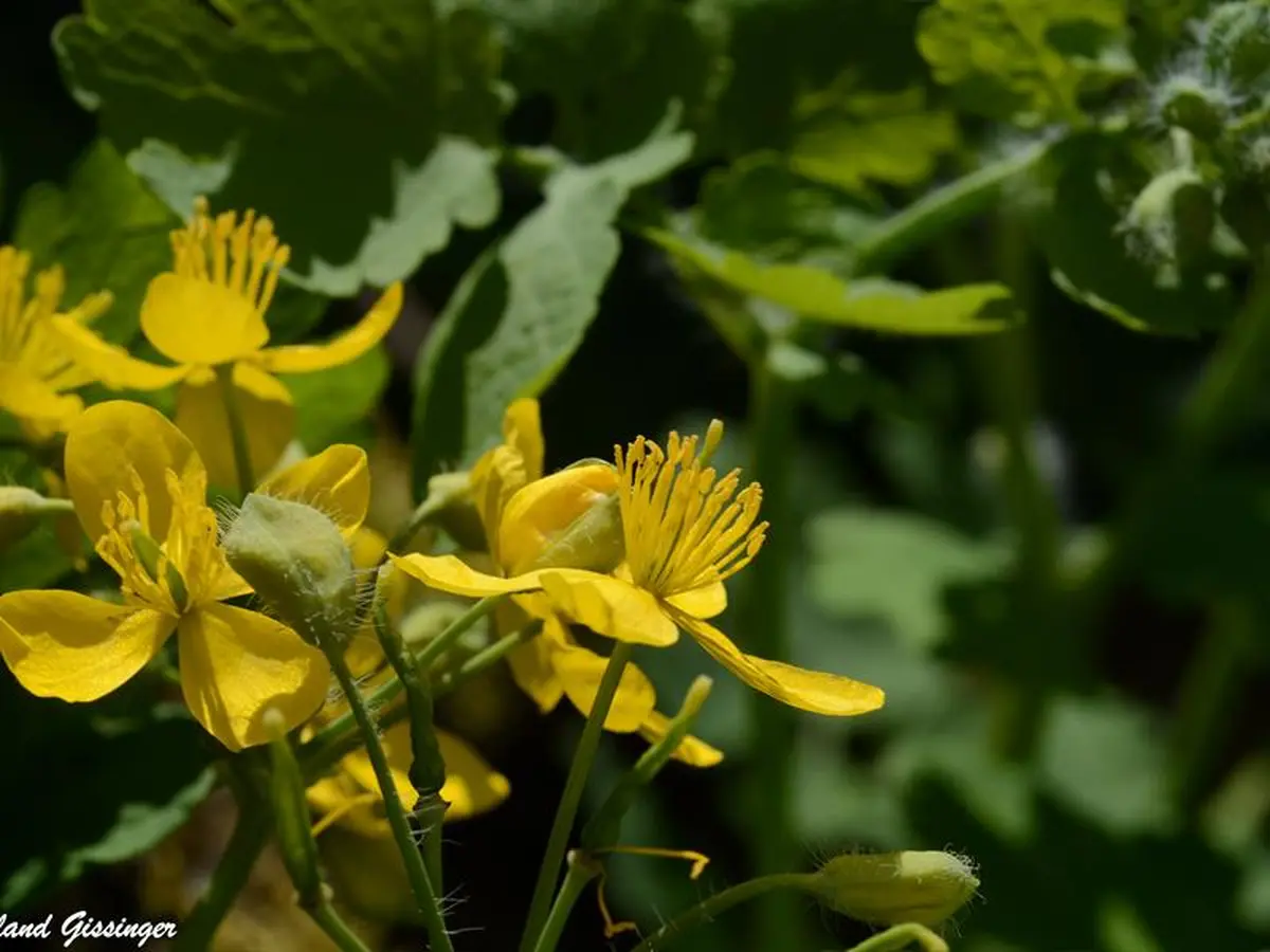 Initiation et découverte des plantes sauvages comestibles et médicinales