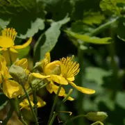 Initiation et découverte des plantes sauvages comestibles et médicinales