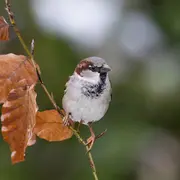 Initiation Grand comptage des oiseaux de jardin