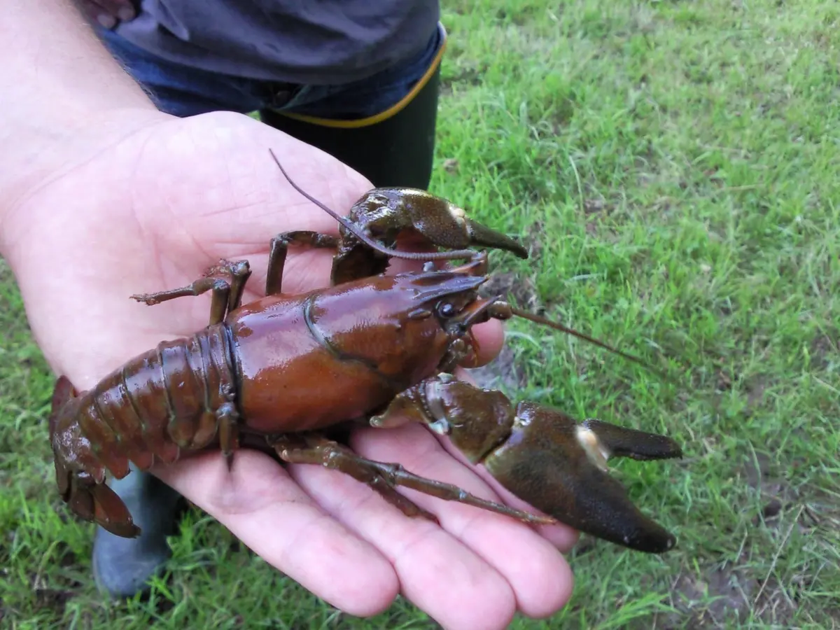 Initiation pêche à l’écrevisse