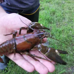 Initiation pêche à l’écrevisse