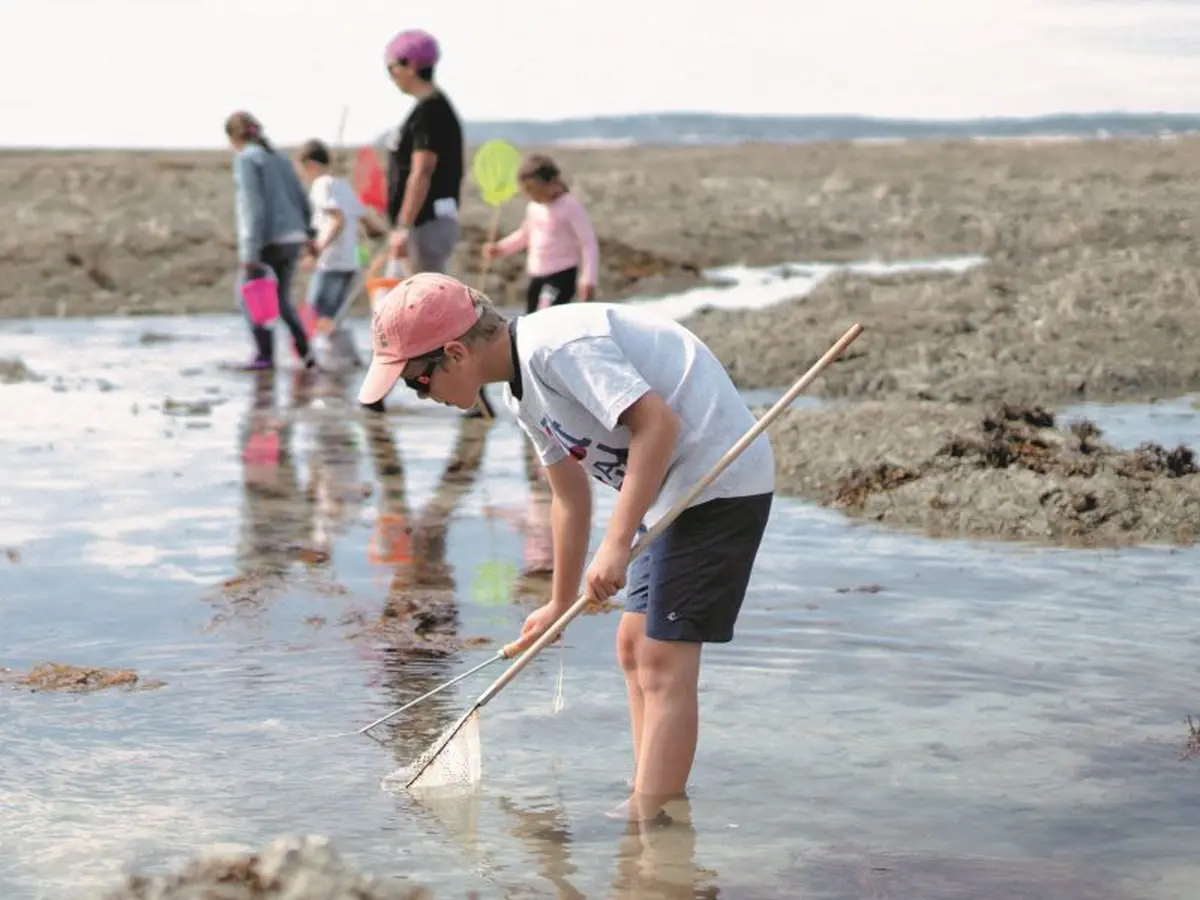 Initiation pêche à pied