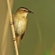 Inititation aux chants d'oiseaux