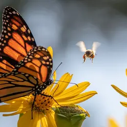 Insecte