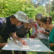 Insectes auxiliaires de nos jardins