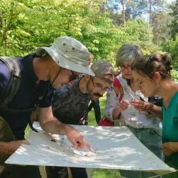 Insectes auxiliaires de nos jardins