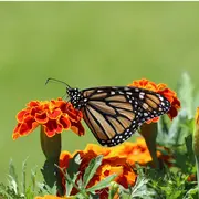 Insectes et autres petites bêtes minuscules