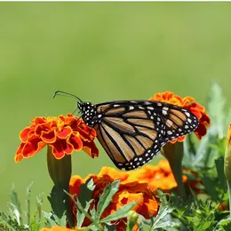 Insectes et autres petites bêtes minuscules