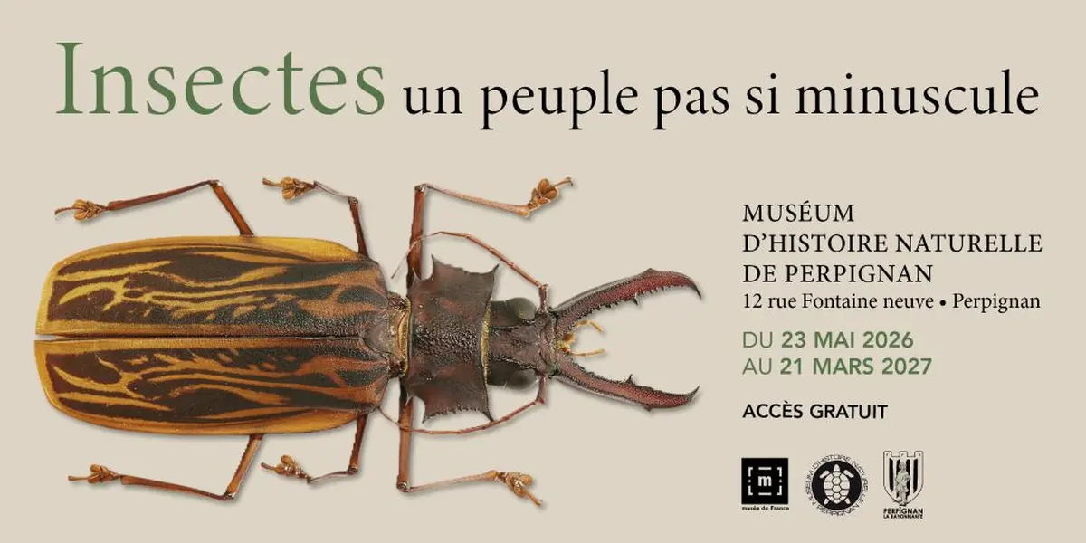 Insectes Et Compagnie